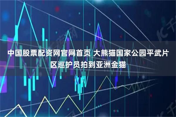 中国股票配资网官网首页 大熊猫国家公园平武片区巡护员拍到亚洲金猫